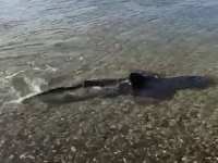 NEOČEKIVANI PRIZOR NA JADRANU: U plićaku snimljen morski pas, plivao je nekoliko metara od plaže...
