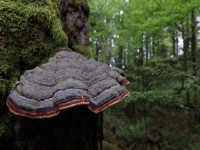 OGLASILO SE MINISTARSTVO PRIVREDE KANTONA SARAJEVO: Evo šta kažu o sječi stabala u prašumi Ravne Vale