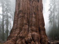 SASVIM SLUČAJNO POSJEČENO: Ovo je bilo najstarije drvo na svijetu, dali su mu ime 'Prometej'
