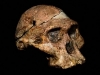 SENZACIONALNO OTKRIĆE MIJENJA SVE: Fosilni ostaci ljudskih predaka stari su čak...