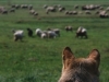 NANESENA VELIKA ŠTETA STOČARSTVU: Na imanju Darka Krgovića vukovi zaklali 40 ovaca
