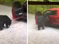 MEDVJED U AUTU: Privukli ga M&M bomboni skriveni u... (VIDEO)