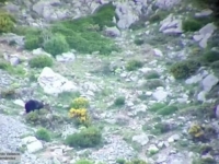 ZABILJEŽENA NEVJEROVATNA BORBA NA ŽIVOT I SMRT: Medvjed i medvjedica se sukobili, a zatim pali niz stijene (VIDEO)