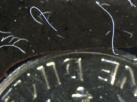 THIOMARGARITA MAGNIFICA: Naučnici otkrili najveću bakteriju na svijetu, dugačka je...