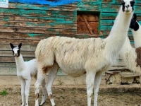 U PIONIRSKU NA BABINE: Sarajevski zoo vrt bogatiji za mnoštvo malih beba