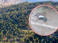 UZNEMIRUJUĆI PRIZOR NA SPLITSKOM MARJANU: Našli nekoliko mrtvih konja, sumnja se...