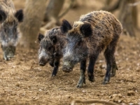 KUDA IDU U DIVLJE SVINJE: U Zagrebu napale psa i oderale mu kožu, lovci traže sastanak sa gradonačelnikom