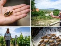 INVAZIJA AFRIČKIH NEMANI:  'Nas pet branilo je zaselak od njih pet miliona!'