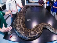 JELEN KAO POSLJEDNJI OBROK: Ovo je najteži ikad uhvaćeni piton na Floridi