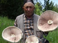 ZADIVLJUJUĆI PRIRODNI FENOMEN: Nakon obilnih padavina, ponikle džinovske gljive (FOTO)