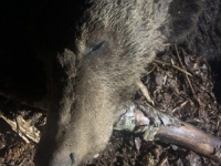 PLIVAO PO ZELENGORSKIM JEZERIMA: Medvjed s ogrlicom za praćenje pronađen mrtav, u istragu uključena i policija (FOTO)