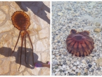 OPREZ AKO IDETE NA JADRAN: Pojavila se nova velika i opasna meduza