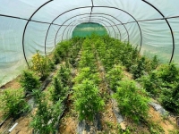 U AKCIJI FUP-a: U Bosni i Hercegovini pronađena plantaža marihuane, uhapšene dvije osobe