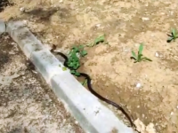 IZLAZE IZ SVOJIH SKROVIŠTA: Zmija od dva metra snimljena u Tuzli (VIDEO)