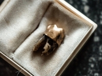 UBIJEN PRIJE VIŠE OD 60 GODINA: Belgija vratila Kongu zlatni zub bivšeg premijera (FOTO)