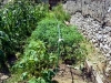 ZASADIO MARIHUANU MEĐU KUKURUZE: FUP pronašao plantažu u dvorištu u Hercegovini, uhapšen vlasnik