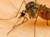 NAJSMRTONOSNIJE ŽIVOTINJE NA SVIJETU: Otkriveni razlozi zbog kojih komarci napadaju čovjeka i šire zarazu koja može biti kobna…