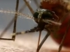 ZLU NE TREBALO: Evo kako izgleda ubod komarca zaraženog virusom Zapadnog Nila (VIDEO)