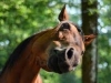 VIC DANA: Pita Haso Muju kako se konj drži u neizvjesnosti…