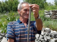 LOVI IH GOLIM RUKAMA: Hrabri Hercegovac ulovio je na hiljade zmija otrovnica, ali bilo je i ujeda...
