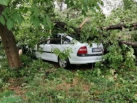NEVRIJEME PRAĆENO GRMLJAVINOM: Poplavljene ulice u Nišu, padalo drveće (FOTO, VIDEO)