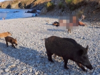 INCIDENT NA PLAŽI: Ženu ugrizla divlja svinja - 'Mislim da je privukla moja...'