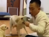 INTERNETSKI VIDEO HIT: Kujica dokazala koliko voli svoje mališane, komentatori ukorili vlasnika - 'Nemoj joj to raditi!'