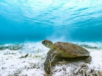 POLICIJA ISTRAŽUJE NAVODE: Desetine zelenih morskih kornjača uginule u Japanu