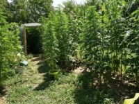 AKCIJA 'PLANTAŽA 2022': Pronađen zasad indijske konoplje, oduzeta veća količina opojne droge (FOTO)