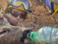 DIRLJIV VIDEO: Španski vatrogasci spasili malog srndaća iz požara i dali mu vode