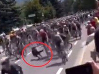 BIZARNE SCENE SA TOUR DE FRANCEA: Biciklist završio na podu zbog nesvakidašnje scene, pogledajte kako je završilo...