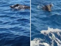 'BIO JE MALO POD STRESOM': Stručnjaci o vepru koji je plivao Jadranom, uputili i savjet (VIDEO)