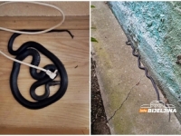 STRAŠAN PRIZOR: Bijeljinka našla zmiju dugačku metar ispod kreveta