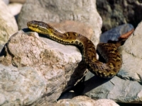 U KINI OTKRIVENA NOVA VRSTA ZMIJE: Iz porodice je onih čiji otrov može paralizirati ljude