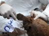 KOD USTIKOLINE: Ekshumirani posmrtni ostaci najmanje jedne žrtve rata