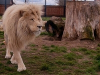 AVANTURA PLAĆENA ŽIVOTOM: Muškarca u Africi u zoološkom vrtu rastrgao bijeli lav, sumnja se da je pokušao...