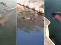 UZNEMIRUJUĆI SNIMAK: Krokodil plivao i vukao tijelo čovjeka (VIDEO)