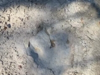 IMPRESIVNO ARHEOLOŠKO OTKRIĆE: Otisci stopala dinosaurusa stari 113 miliona godina pronađeni u Teksasu (FOTO, VIDEO)