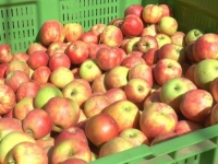 JABUKO SA GRANE: Za prvih sedam mjeseci u BiH je uvezeno 12 miliona kilograma ovog voća, vrijednosti...