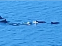 JEDINI BH. GRAD NA MORU: Jato delfina snimljeno u Neumu (VIDEO)