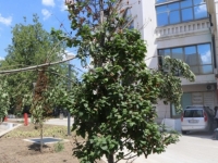 NEVIĐENO DO (NOVOG) SADA: Pred dolazak Vučića 'oživljavali' suho drveće