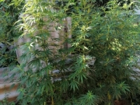 NONŠALANTNO ZASADIO U AVLIJI: Kod Sarajlije u Švrakinom pronašle dvije stabiljke marihuane visoke oko dva metra