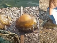 POTEZ KOJI ZASLUŽUJE OSUDE: Izvadio meduzu iz mora u Neumu, pa je zlostavljao da joj 'vrati'... (VIDEO)
