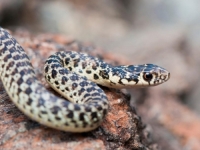 'ALLAH JE ZAŠTITIO': Dvogodišnja djevojčica vlastitim zubima izgrizla zmiju do smrti