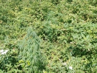 NA ZAPUŠTENOJ PARCELI: Zalijevao sadnice indijske konoplje, a onda je došla policija