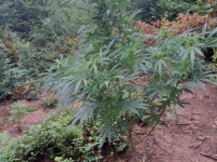 NA PODRUČJU SELA ĆESIM: U vrletima sadio indijsku konoplju