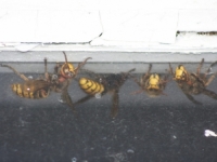 TRKAČI KOD KOPRIVNICE NENADANO NADRLJALI: Napao ih roj stršljenova, mnogi su izbodeni, a neki su završili i na Hitnoj