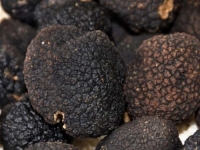 IZ SRBIJE U HRVATSKU: Policija spriječila šverc 78 kilograma crnih tartufa