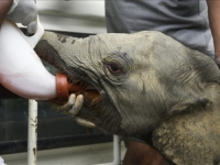 UGROŽENA VRSTA: Spašeno mladunče slona koje je odlutalo od krda