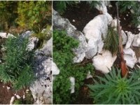 UHAPŠENA JEDNA OSOBA: U Nevesinju pronađeno 45 stabljika indijske konoplje